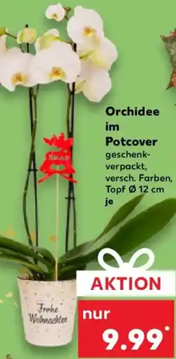 Kaufland Orchidee im Potcover Angebot