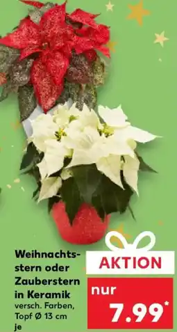 Kaufland Weihnachtsstern oder Zauberstern in Keramik Angebot