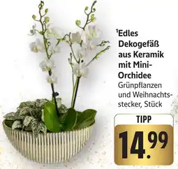 Edeka Neukauf Edles Dekogefäß aus Keramik mit Mini Orchidee Angebot