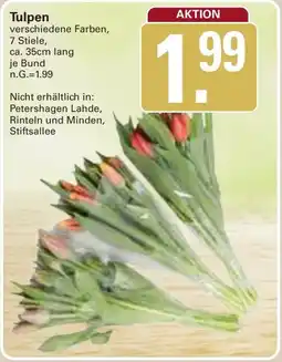 WEZ Tulpen Angebot