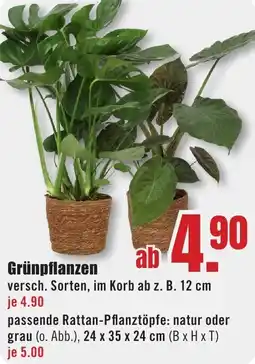 B1 Discount Baumarkt Grünpflanzen Angebot