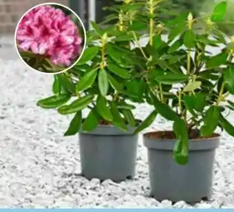 Aldi Nord Rhododendron Angebot