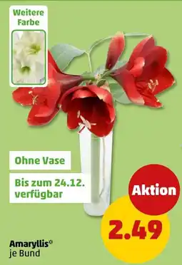 PENNY Amaryllis Angebot