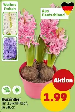 PENNY Hyazinthe Angebot
