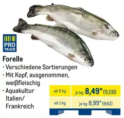 METRO Forelle Angebot