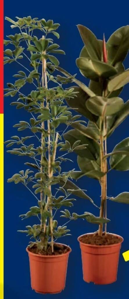 kornelkirsche variegata Cornus mas 'Variegata', Variegated Cornelian Cherry Dogwood, No shippi –  Dancing Oaks Nursery and Gardens main image 0