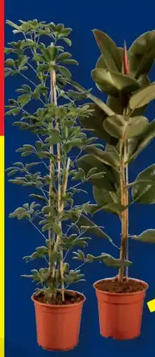 Lidl Großer Grünpflanzen-Mix Angebot