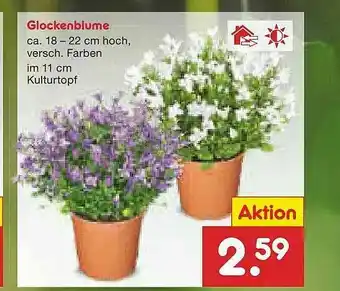 Netto Marken-Discount Glockenblume Angebot