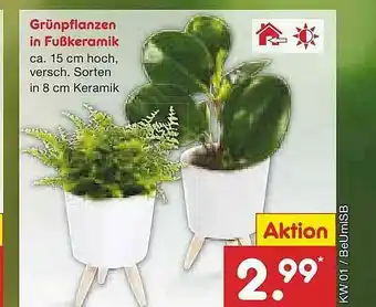 Netto Marken-Discount Grünpflanzen In Fußkeramik Angebot