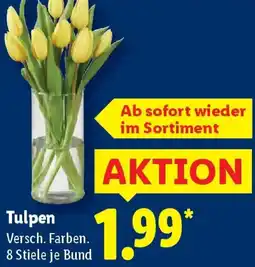 Lidl Tulpen Angebot
