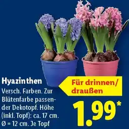 Lidl Hyazinthen Angebot