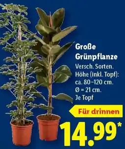 Lidl Große Grünpflanze Angebot