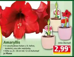 Norma Amaryllis Angebot
