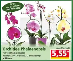 Norma Orchidee „Phalaenopsis“ Angebot