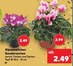 Kaufland Alpenveilchen Sondersorten Angebot