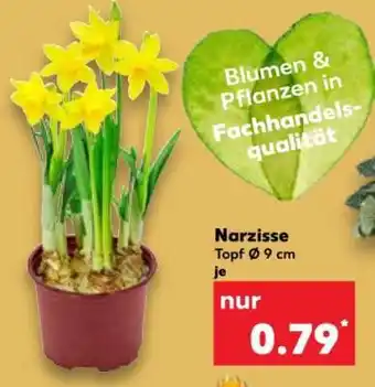 Kaufland Narzisse Angebot