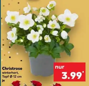 Kaufland Christrose Angebot