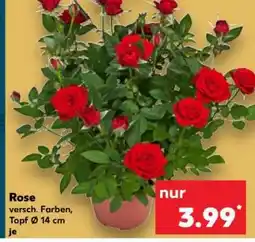 Kaufland Rose Angebot