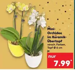 Kaufland Mini-Orchidee im Keramik-Übertopf Angebot