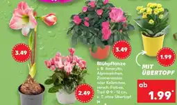 Kaufland Blühpflanze Angebot