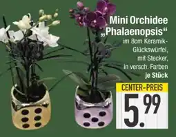 Edeka Mini Orchidee 'Phalaenopsis' Angebot