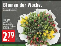 Edeka Tulpen Angebot