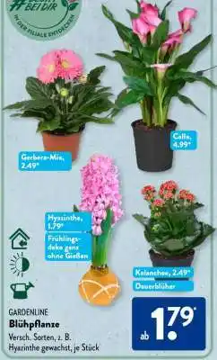Aldi Süd GARDENLINE Blühpflanze Angebot