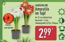 Aldi Nord GARDENLINE Amaryllis im Topf Angebot