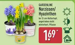 Aldi Nord GARDENLINE Narzissen/ Hyazinthen Angebot