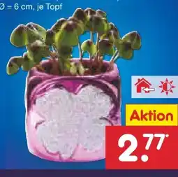 Netto Marken-Discount Glücksklee Angebot