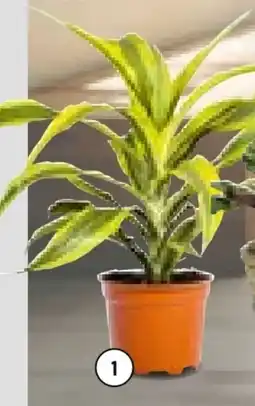 BayWa Drachenbaum Dracaena Angebot