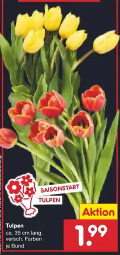 Netto Marken-Discount Tulpen Angebot