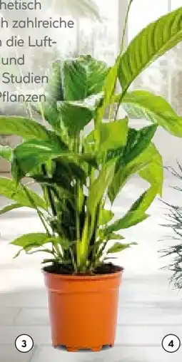 BayWa Einblatt Spathiphyllum Angebot