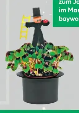 BayWa Glücksklee Oxalis Angebot