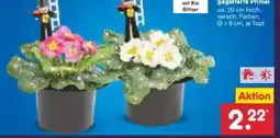 Netto Marken-Discount Primeln Angebot