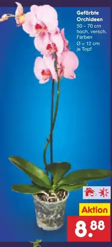 Netto Marken-Discount Orchidee gefärbt Angebot