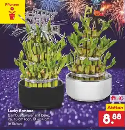 Netto Marken-Discount Lucky Bamboo Spirale Angebot