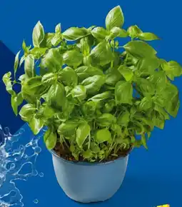 Lidl XXL-Basilikum Angebot