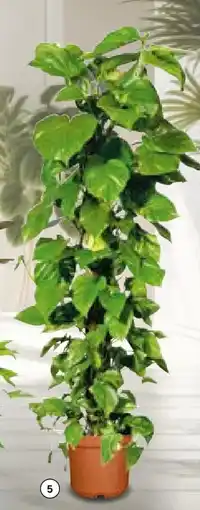 BayWa Efeutute Angebot