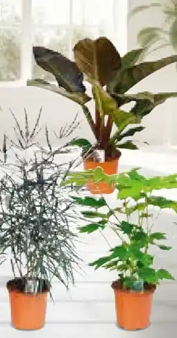 BayWa Grünpflanzen Mix Angebot