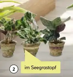 BayWa Korbmarante Calathea Angebot