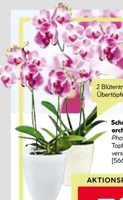 BayWa Schmetterlingsorchidee Angebot