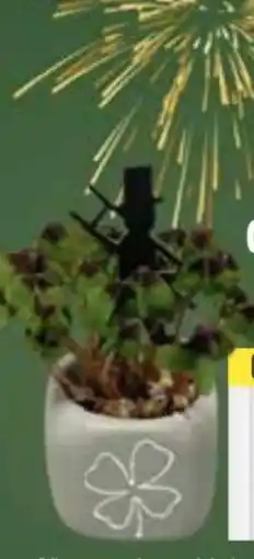 E-Center Glücksklee Angebot