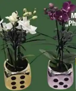 E-Center Mini Orchidee Phalaenopsis Angebot