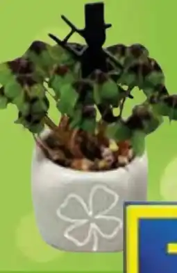 Edeka Glücksklee Angebot