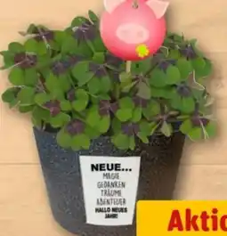 REWE Center Glücksklee Angebot