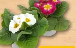 REWE Center Primel mit Glitzer Angebot