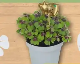 REWE Glücksklee Angebot