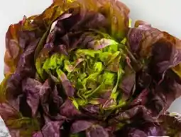 Scheck-in-Center Kopfsalat Angebot