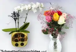 Edeka Schmetterlingsorchidee Angebot